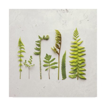 Felicity Bradley 'Flat Lay Ferns Iv' Canvas Art,14x14